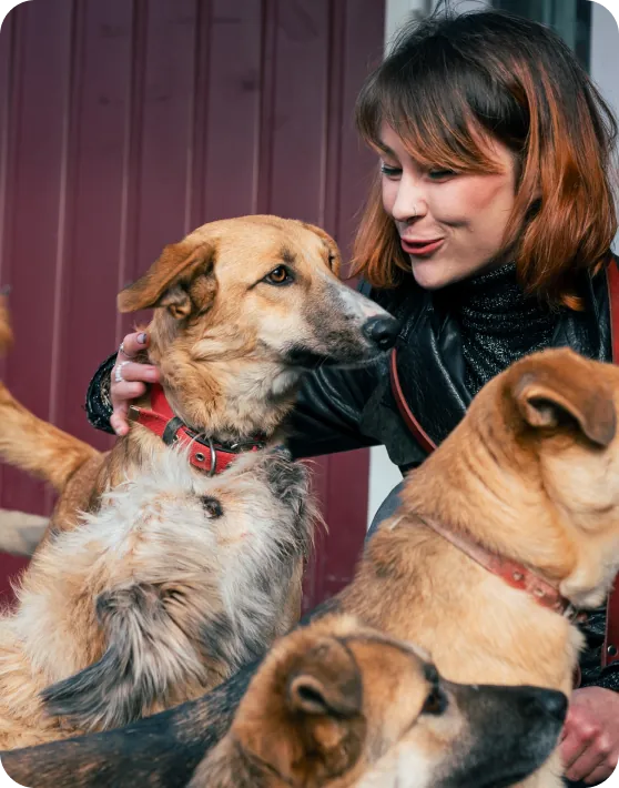 The Animal Foundation — Google Ad Grant case study results