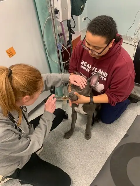 Heartland Animal Shelter — Google Ad Grant case study results